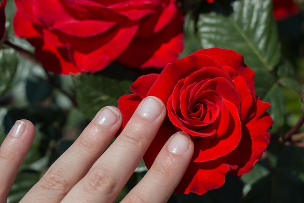 Een prachtige kleurrijke rozenbloem in de hand.