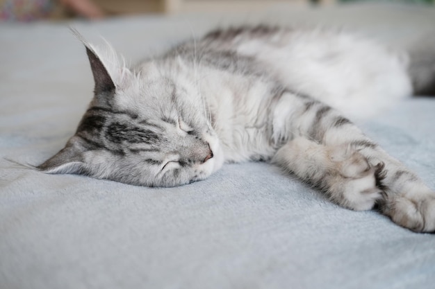 Een prachtige Maine Coon-kat slaapt in een deken Schattige kat met lang haar