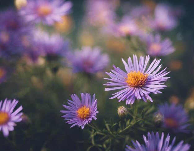 Foto een prachtige paarse bloemen