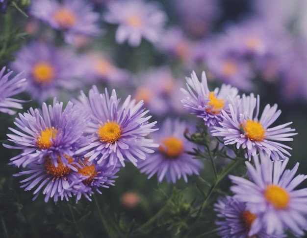 Foto een prachtige paarse bloemen