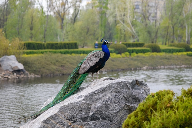 Een prachtige pauw staat op een enorme steen in een stadspark