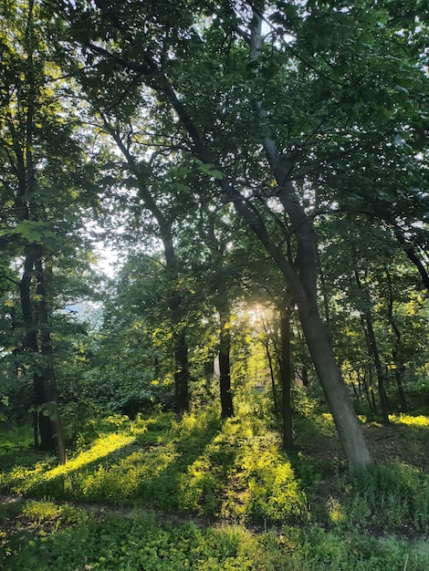 Een prachtige pijnbomen in het bos