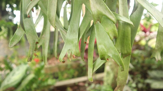 een prachtige platyceriumplant die gedijt in het regenseizoen. Platycerium bladeren.