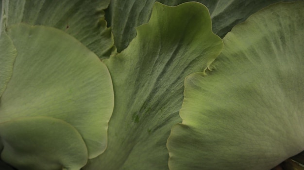 een prachtige platyceriumplant die gedijt in het regenseizoen. Platycerium bladeren.