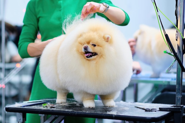 Een prachtige pomeranian met uitstekend haar bij het verzorgen