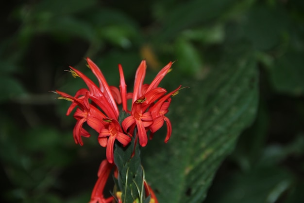 Een prachtige rode bloem in de gevleugelde jungle van de rivier de madre de dios