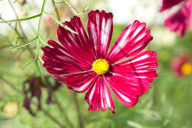 Een prachtige rode bloem in een tuin Enkele rode dahlia Rode bloemen