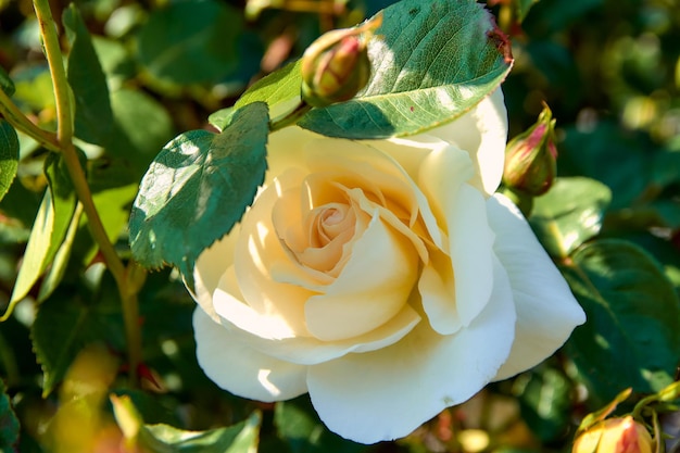 Een prachtige romige roos die in juni in de tuin bloeit