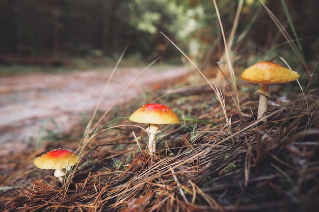 Een prachtige roodgevlekte amanita-paddenstoel groeit in het herfstbos