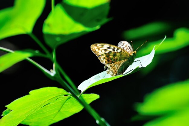 Een prachtige veelkleurige vlinder zit op een groen blad in de stralen van de zon