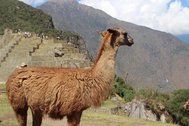 Een prachtige vlam in Machu Picchu Peru