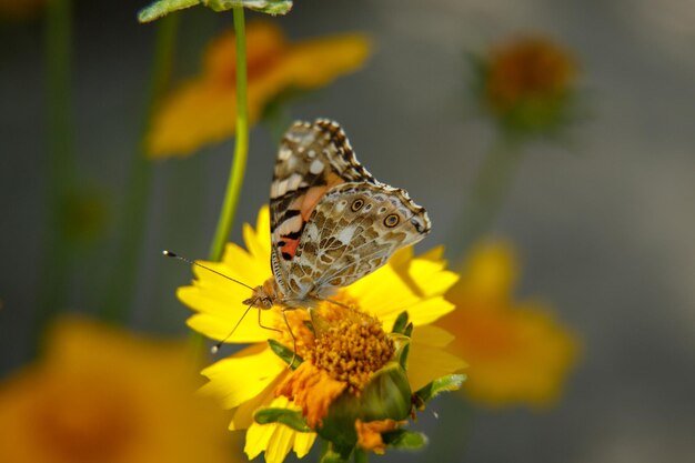 Een prachtige vlinder drinkt nectar van een gele bloem op een zonnige dag macrofotografie selectieve focus met een lage diepte