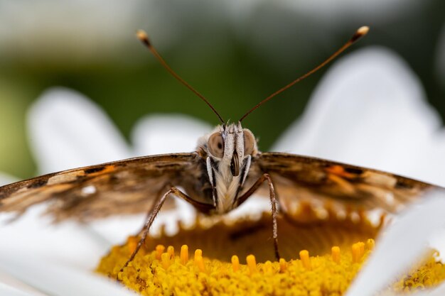 Een prachtige vlinder verzamelt nectar op bloemen