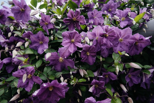 Een prachtige, weelderige paarse clematisstruik groeit in de tuin. Floristisch