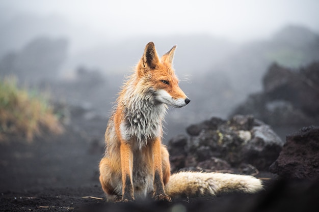 Een prachtige wilde rode vos (vulpes vulpes) op jacht naar voedsel om te eten