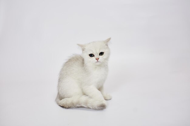 Een prachtige witte kittens British Silver chinchilla