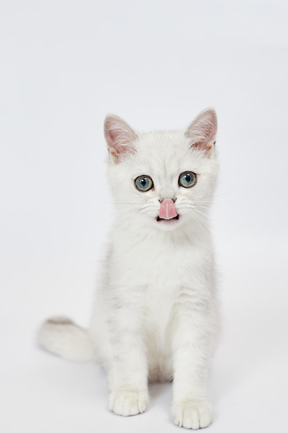 Een prachtige witte kittens British Silver chinchilla