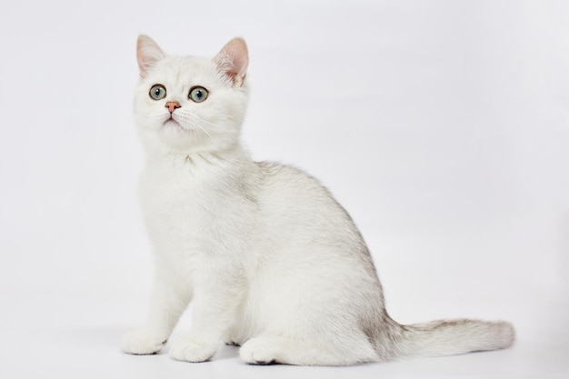 Een prachtige witte kittens British Silver chinchilla