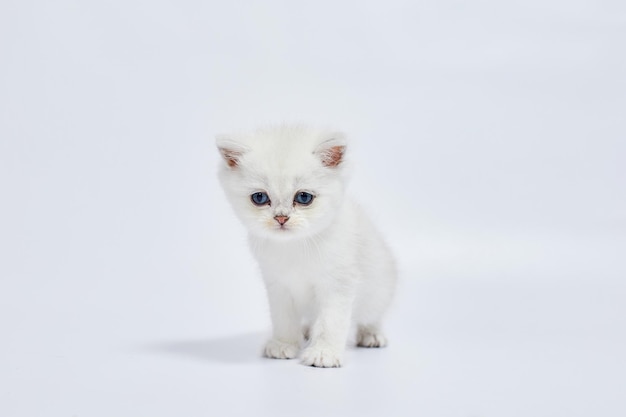 Een prachtige witte kittens British Silver chinchilla