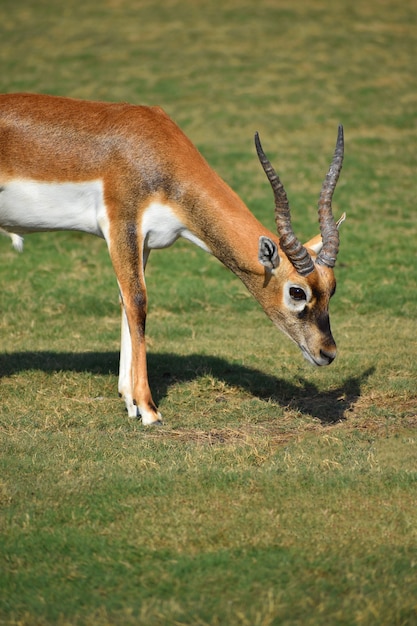 Een prachtige zwartkopantilope