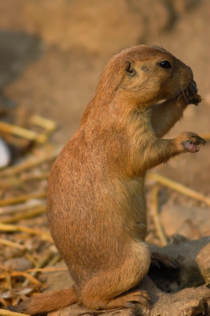 Een prairiehond met zwarte staart