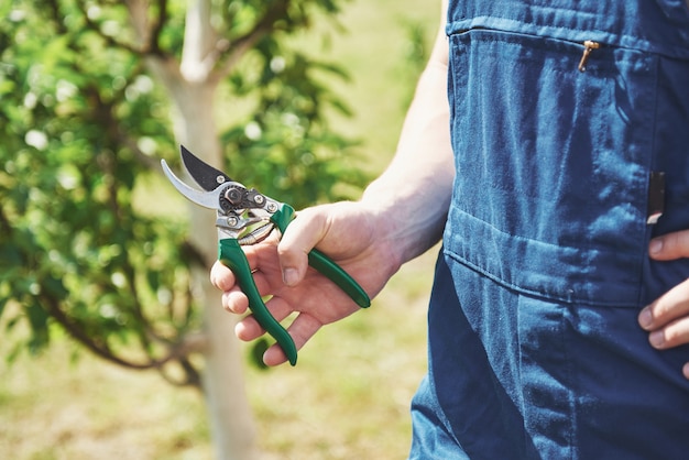 Een professionele tuinman aan het werk snijdt fruitbomen.