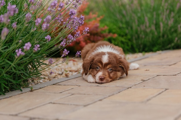 Een puppy die op een pad voor lavendel ligt