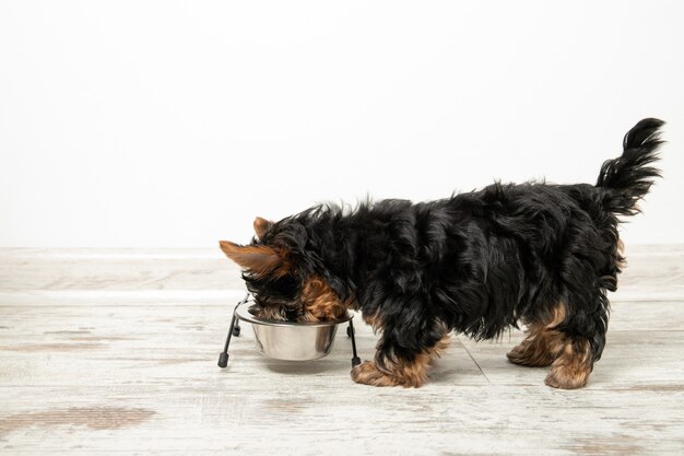 Een puppy eet uit een kom in een kamer. Prachtig interieur. Hondenrantsoen