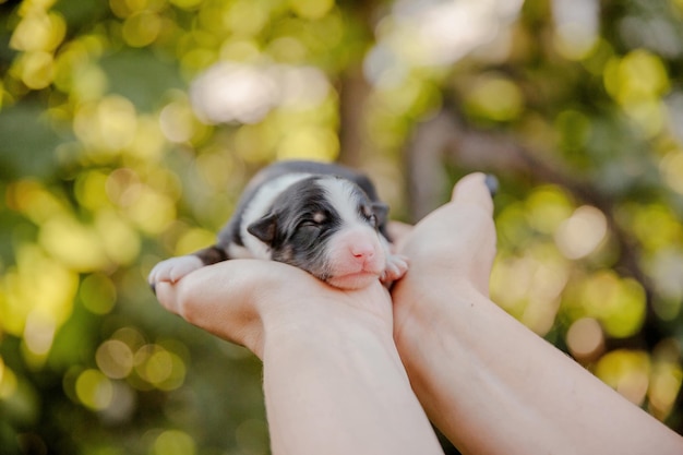 Een puppy in iemands hand