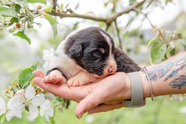 Een puppy in iemands hand