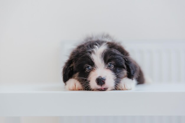 Een puppy liggend op een witte tafel