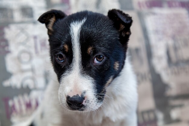 Een puppy met droevige ogen die op de bank ligt, kijkt de eigenaar vriendelijk aan.