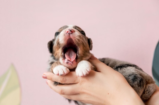 Een puppy met zijn mond open en tong uit