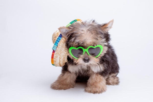 Een puppy van de Terriër van Yorkshire in een strooien hoed en zonnebril is geïsoleerd op een witte achtergrond