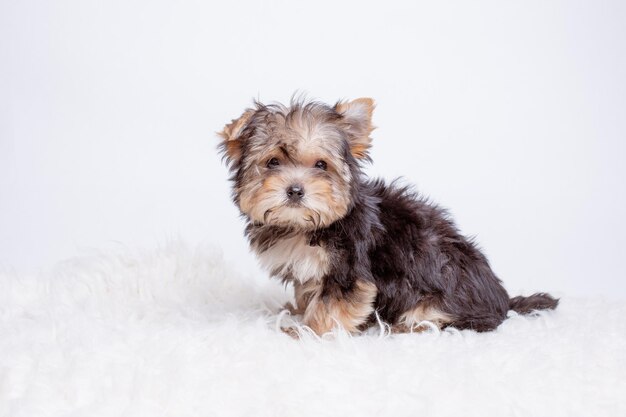 Een puppy van de Terriër van Yorkshire is geïsoleerd op een witte achtergrond