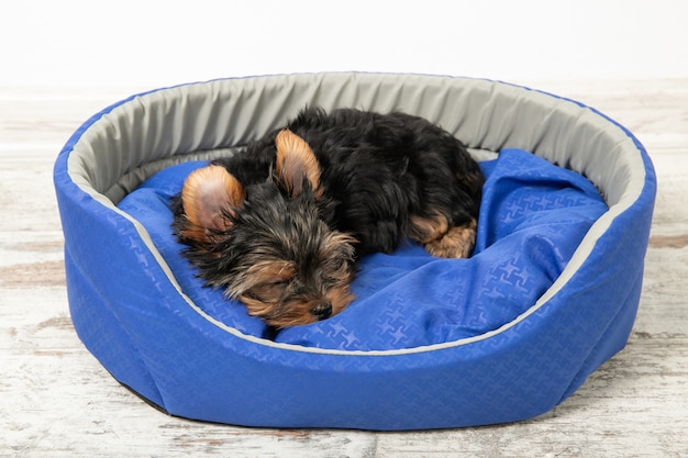 Foto een puppy van de yorkshire terrier slaapt in een kamer in een hondenmand. slaap, ontspan