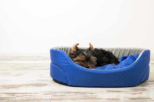 Een puppy van de Yorkshire Terrier slaapt in een kamer in een hondenmand. Slaap, ontspan