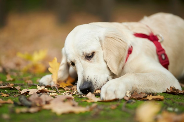 Een puppy van een golden retriever ligt in de herfst op een grasveld in een park. een puppy van een golden retrieverhond.