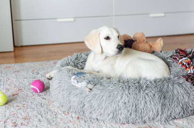 Een puppy van een golden retriever rust in een hondenbed