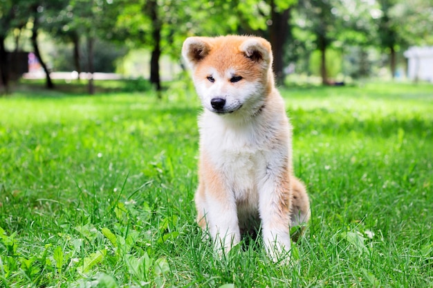 Een puppy van een volbloed Japanse hond Akita inu in het park op het groene gras