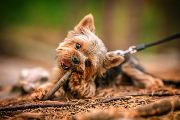 Een puppy van Yorkshire Terrier loopt in een rotsachtig bos