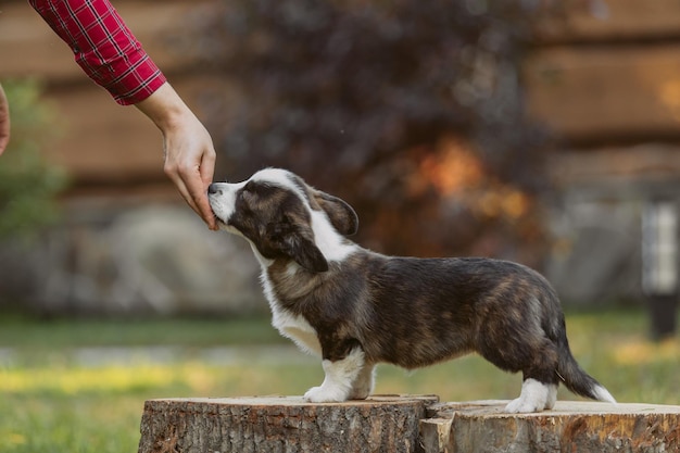 Een puppy wordt gevoed door een persoon