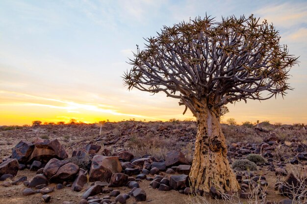 Foto een quiverboom in het quiverboombos bij keetmanshoop, een stad in het zuiden van namibië