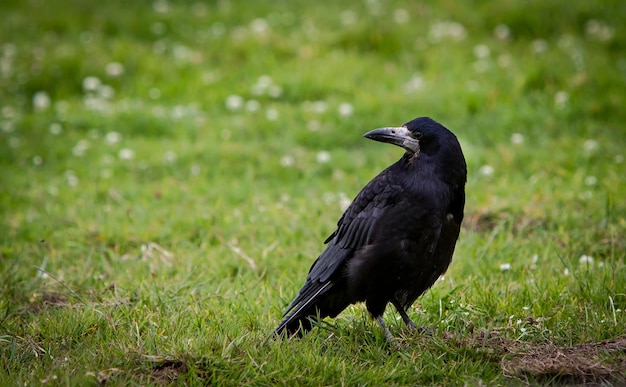 Een raaf die op een grasveld zit