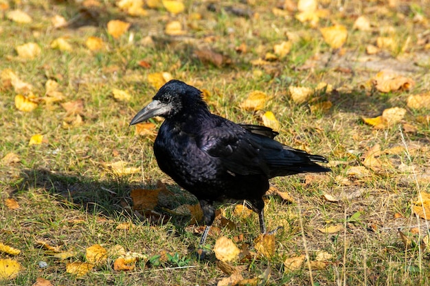Foto een raaf is een van de grotere soorten van het geslacht corvus