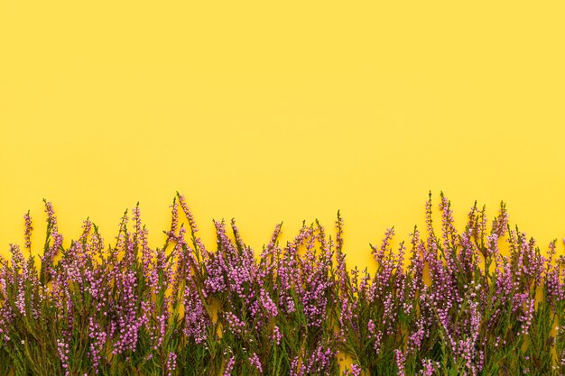 Een rand van roze gemeenschappelijke heidebloemen op een gele achtergrond
