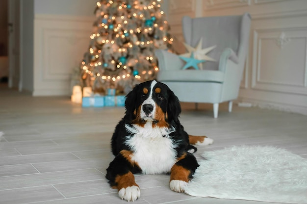 Foto een rasechte hond zonder mensen op de achtergrond van een met kerst versierde boom