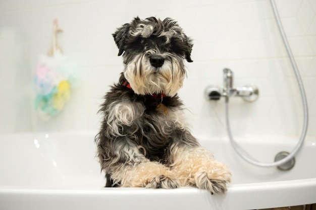 Een rasechte Schnauzer van zwarte en zilveren kleur staat in de badkamer en wacht op de eigenaar