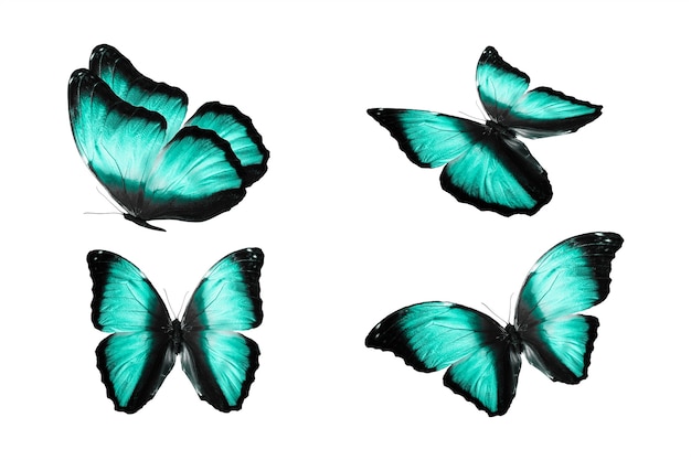Een reeks gekleurde vlinders is geïsoleerd op een witte achtergrond. tropische motten. vliegende insecten. Hoge kwaliteit foto