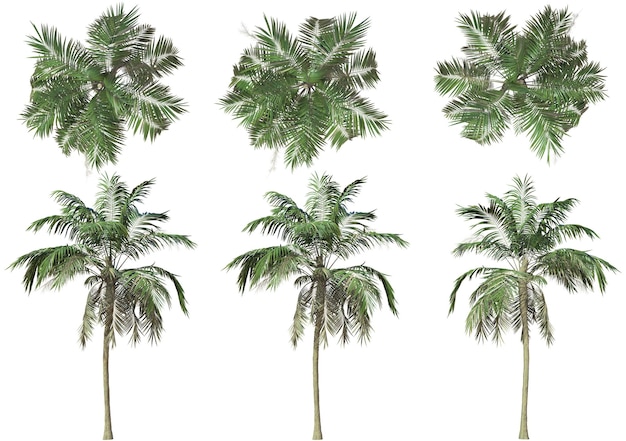 een reeks palmbomen met een witte achtergrond met een afbeelding van palmbomen